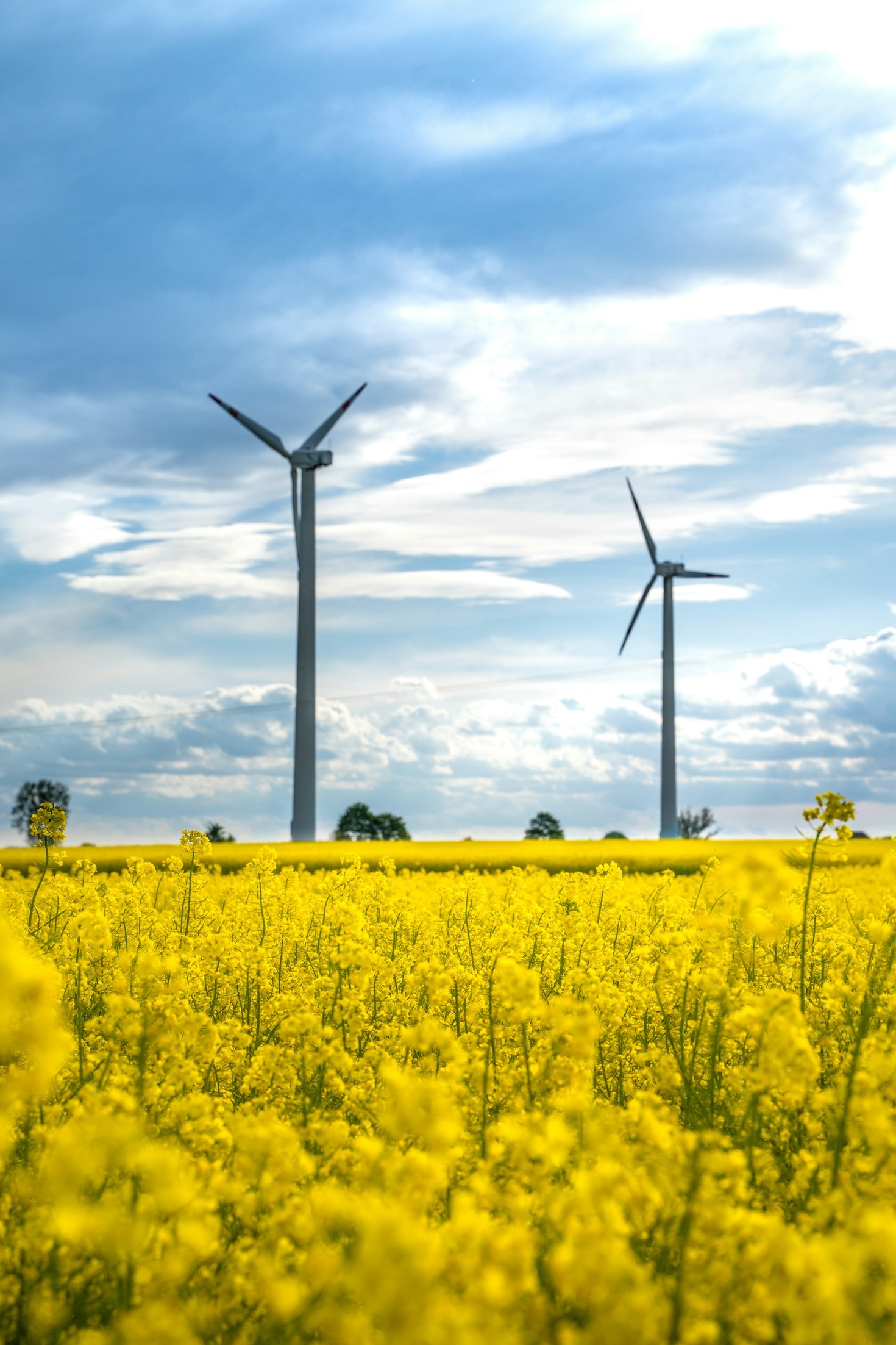 Why Ecology is Central to Economic Stability
